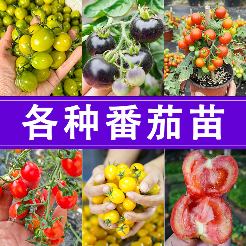 【美农专用】各种西红柿苗