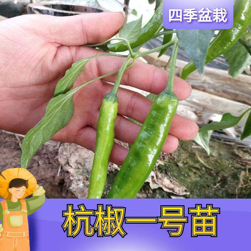 杭椒一号辣苗秧朝天二荆条