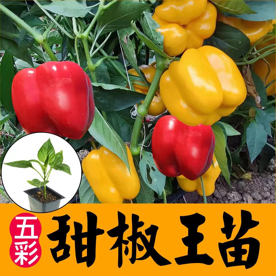 五彩甜椒苗秧种子辣红黄四