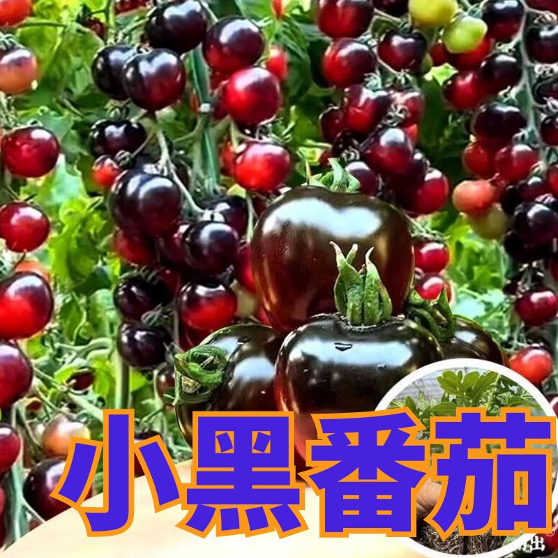 黑番茄秧苗黑番茄苗四季盆栽阳台