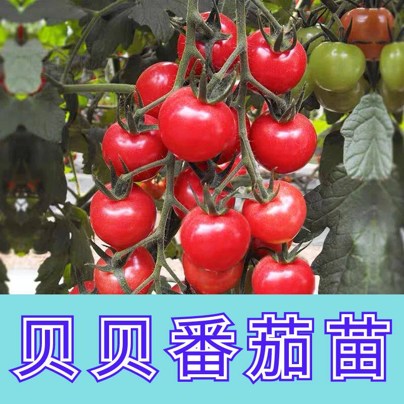 粉贝贝番茄秧苗小番茄秧苗正宗