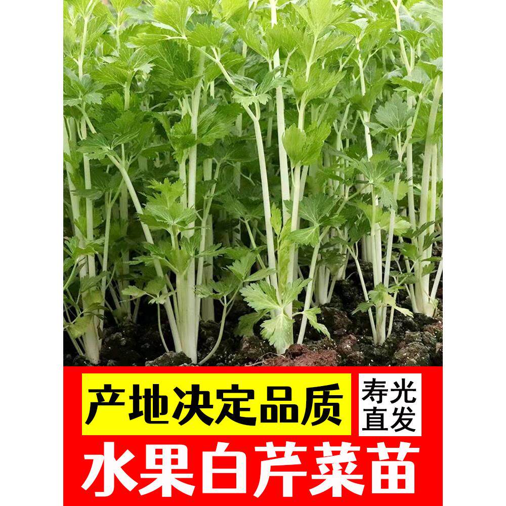 白芹菜苗香子红蔬种冬季阳