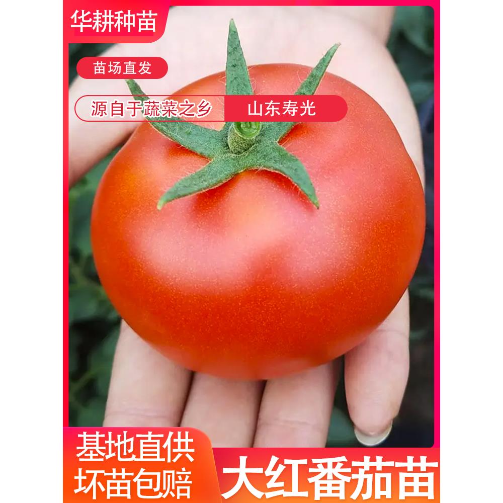 大红果番茄苗种子西柿四季