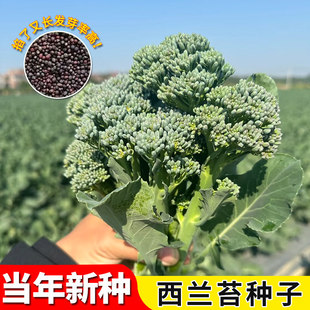 西兰苔种子种籽西兰花种籽苗芥蓝芥兰菜四季菜苔蔬菜孑菜心秧苔菜