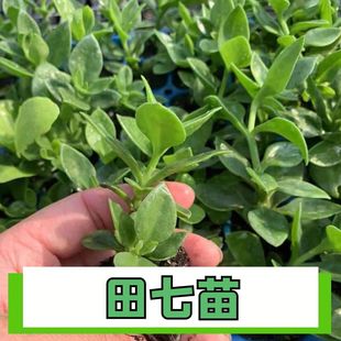 可食用田七苗秧苗种植苗中药材苗盆栽秋冬蔬菜苗养生保健菜易种