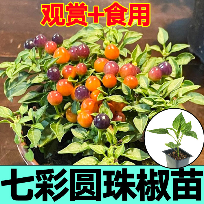 观赏食用七彩圆珠椒苗秧带
