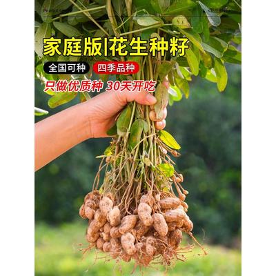 高产花生种子籽红皮黑原优