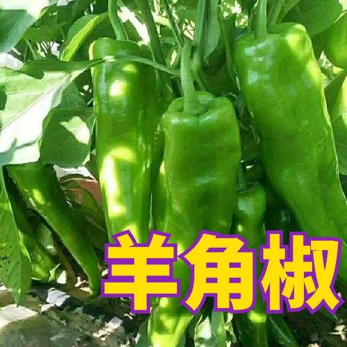 尖椒秧苗羊角椒苗四季盆栽阳台