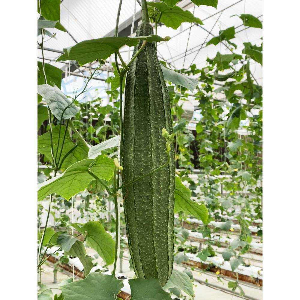 大花点丝瓜种子籽秧苗菜幼