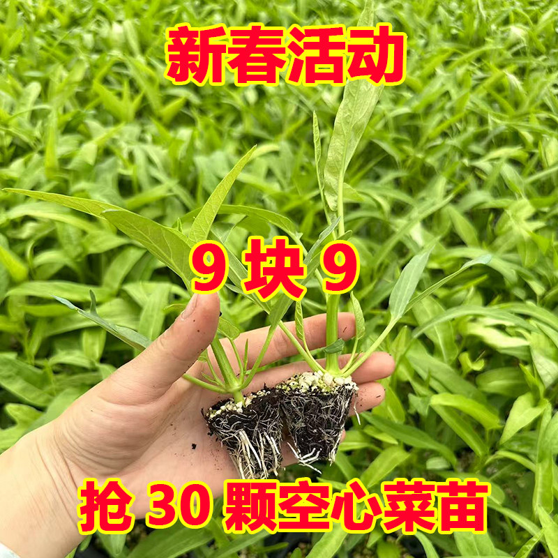 四季空心菜苗耐高温三叉产