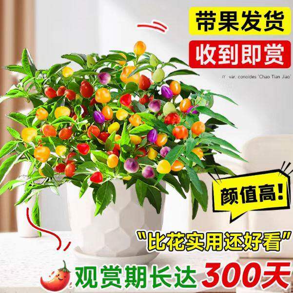 辣椒盆栽带果七彩五苗可食
