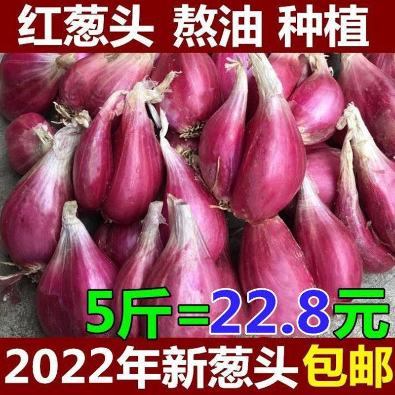新鲜红葱头广东四季种子小