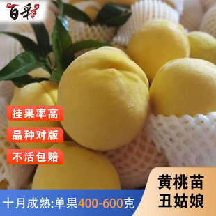 丑姑娘黄桃树苖晚熟桃树果苗嫁接冬桃苗南北方种植盆地栽当年结果