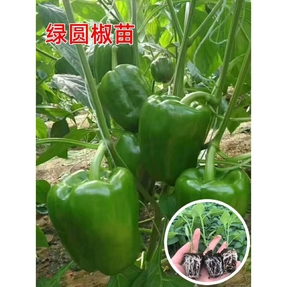 绿圆椒苗辣秧青甜太空树七