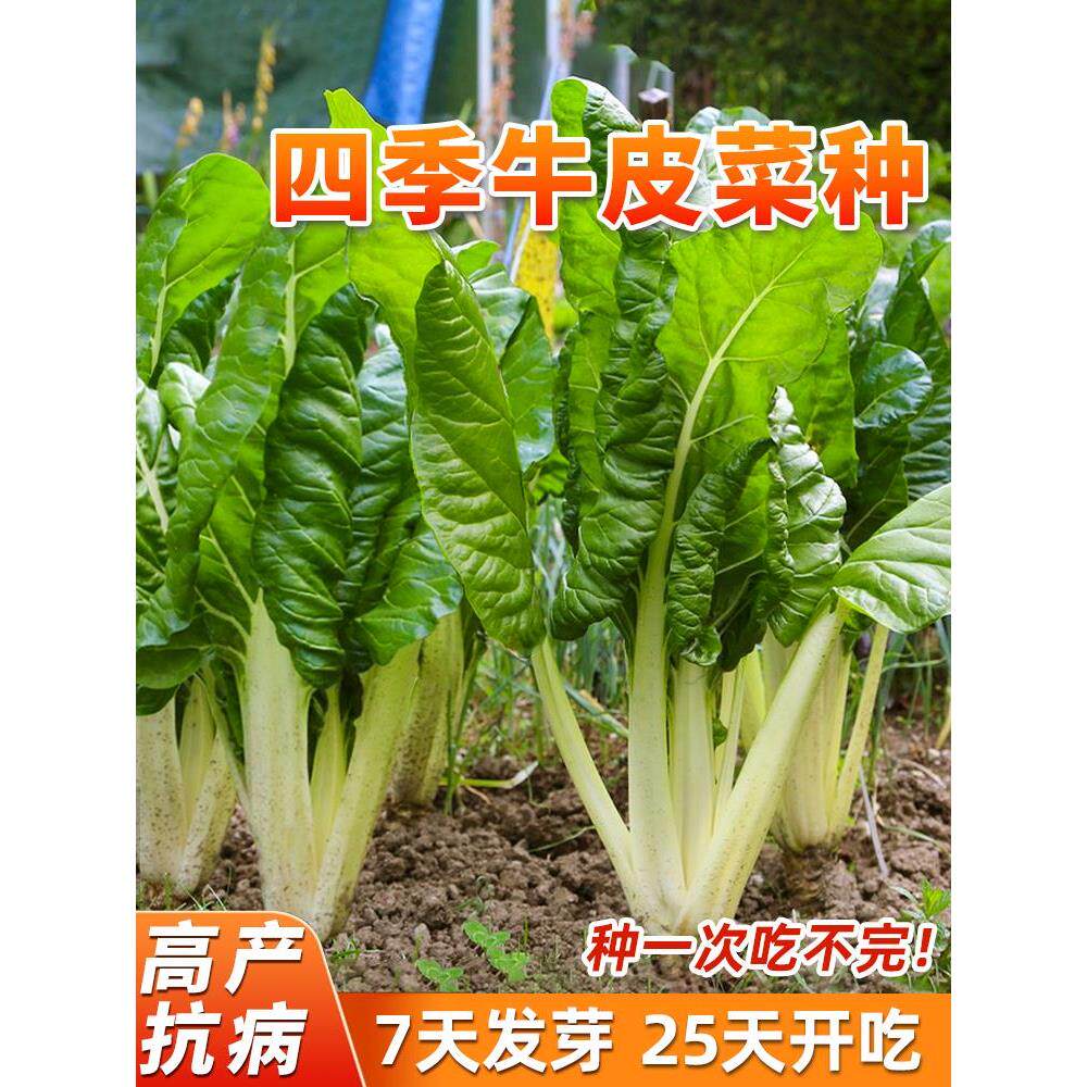 四川牛皮菜种子季可大叶厚
