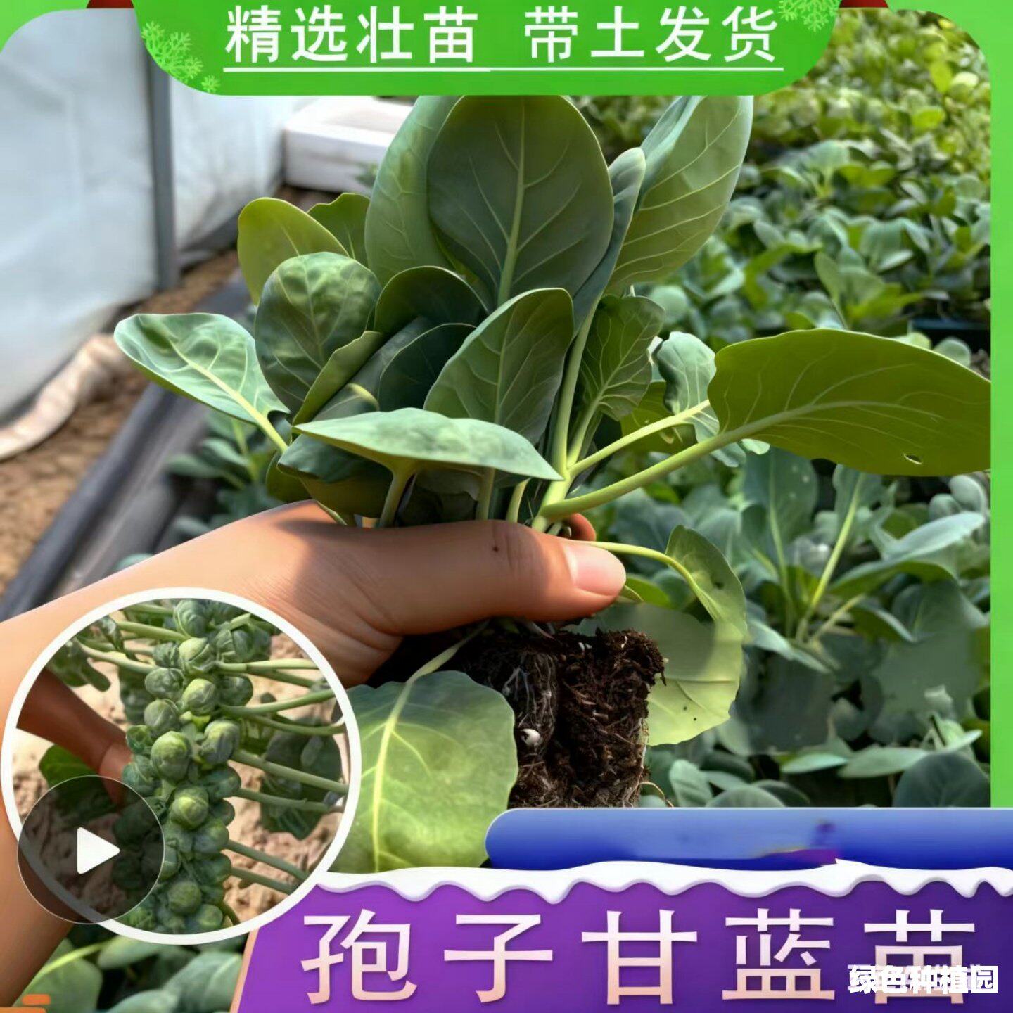 绿色蔬菜苗孢子甘蓝秧四季
