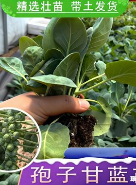 绿色蔬菜苗孢子甘蓝苗秧四季抱子小包菜种子籽庭院阳台盆栽种植苗