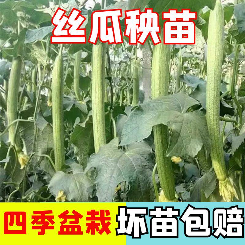 长香丝瓜秧苗高产早熟丝瓜苗子四季南方北方丝瓜苗子台盆栽蔬菜种
