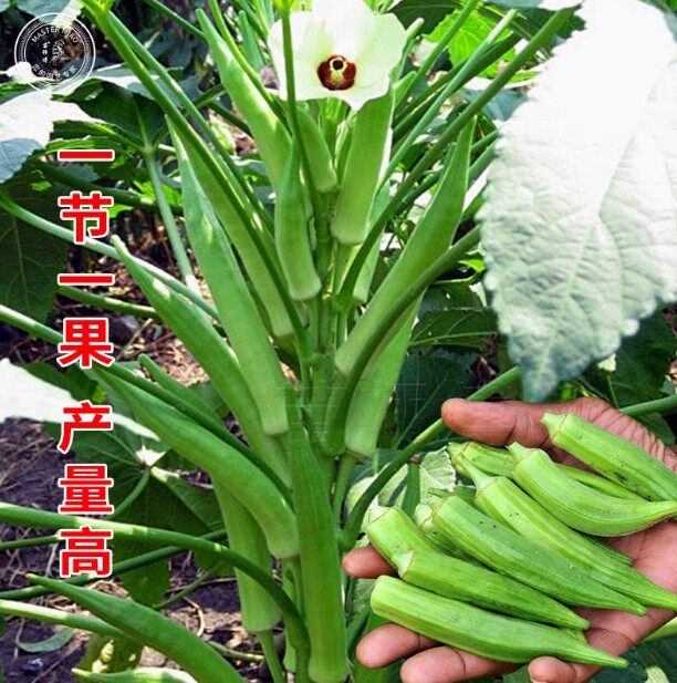 水果秋葵好苗子种蔬菜春季