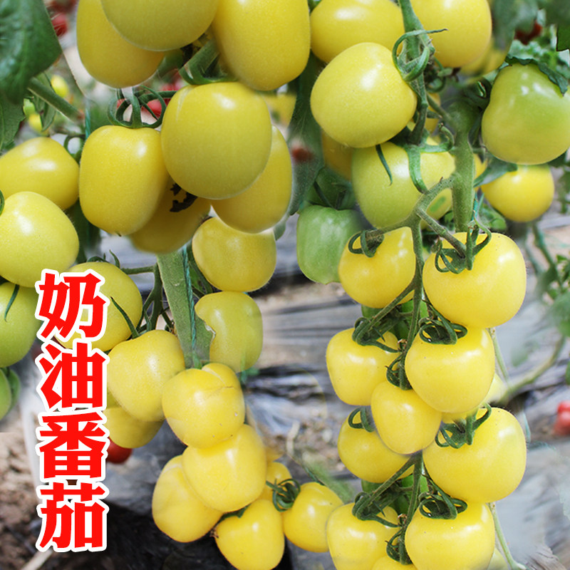 奶油番茄种子籽盆栽阳台超