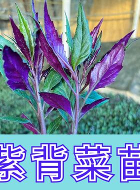 山东寿光紫背菜种苗紫背天葵苗观音菜苗血皮菜秧苗四季盆栽阳台