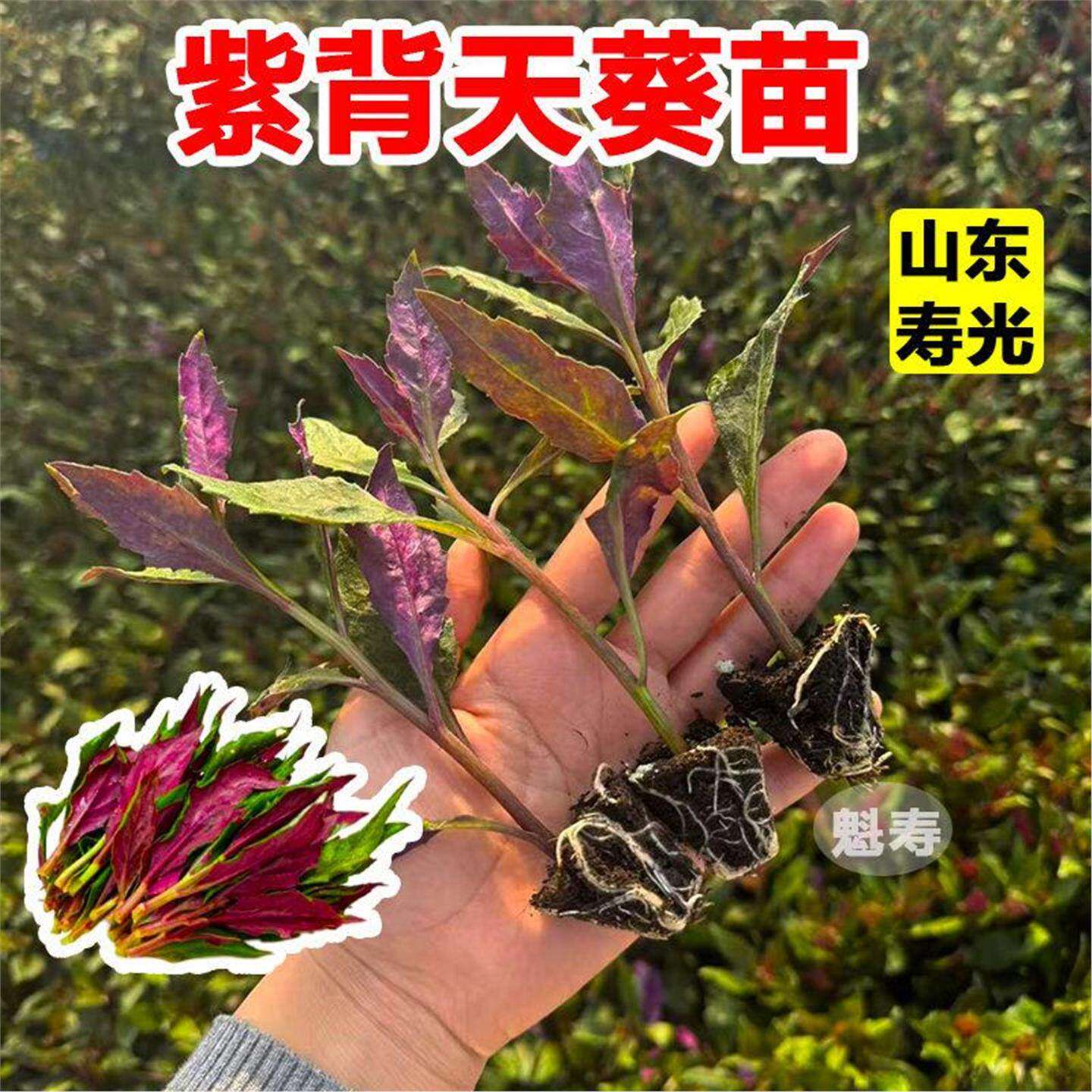 紫背天葵苗菜血皮四季盆栽