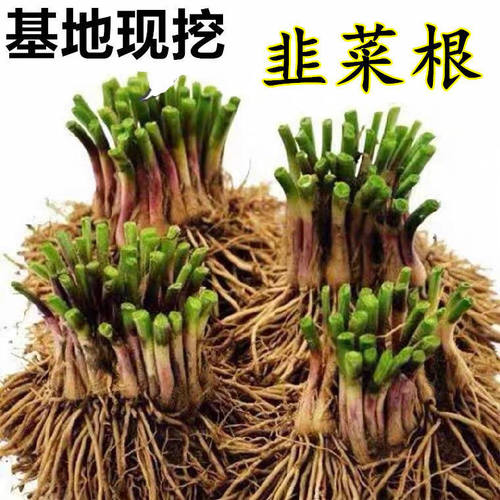 盆栽蔬菜韭根绿色种苗子家