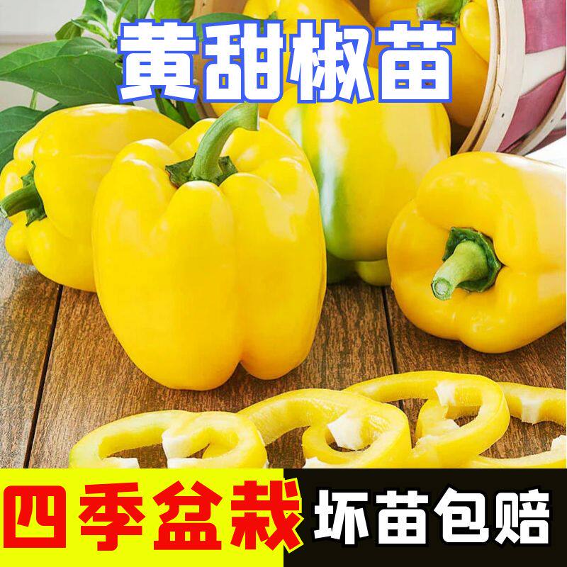 黄色甜椒秧苗辣椒苗四季盆栽