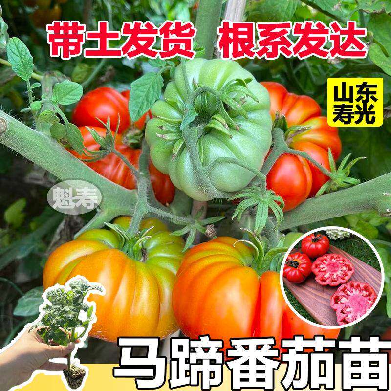 沙瓤爆甜老品种马蹄番茄苗