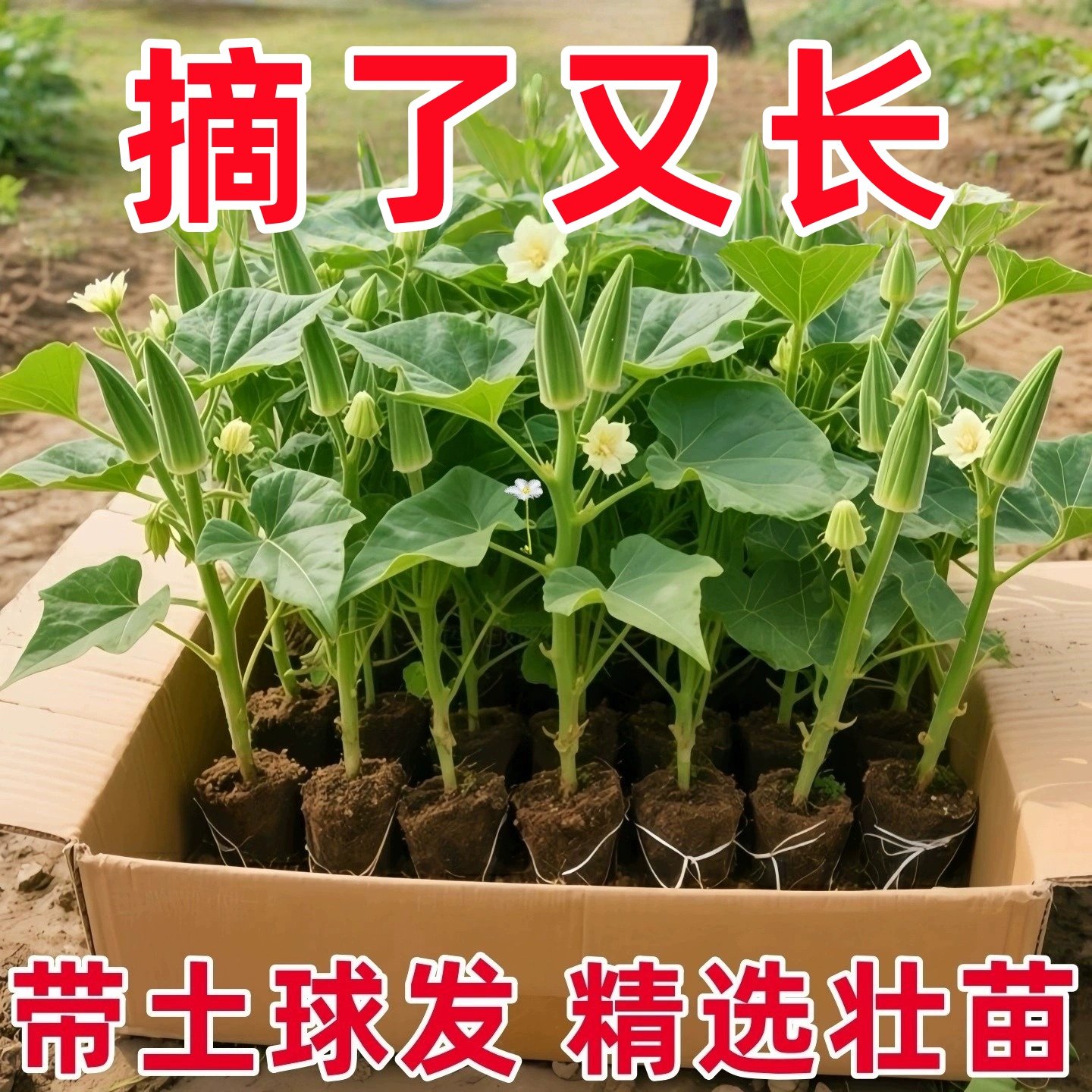 水果秋葵苗大带土老品种各
