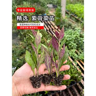紫背莱苗紫背天葵种苗观音菜秧苗血皮莱苗蔬菜苗辣椒苗番茄苗秧子