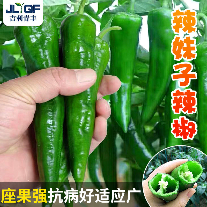 东北辣妹子椒种籽超高产美