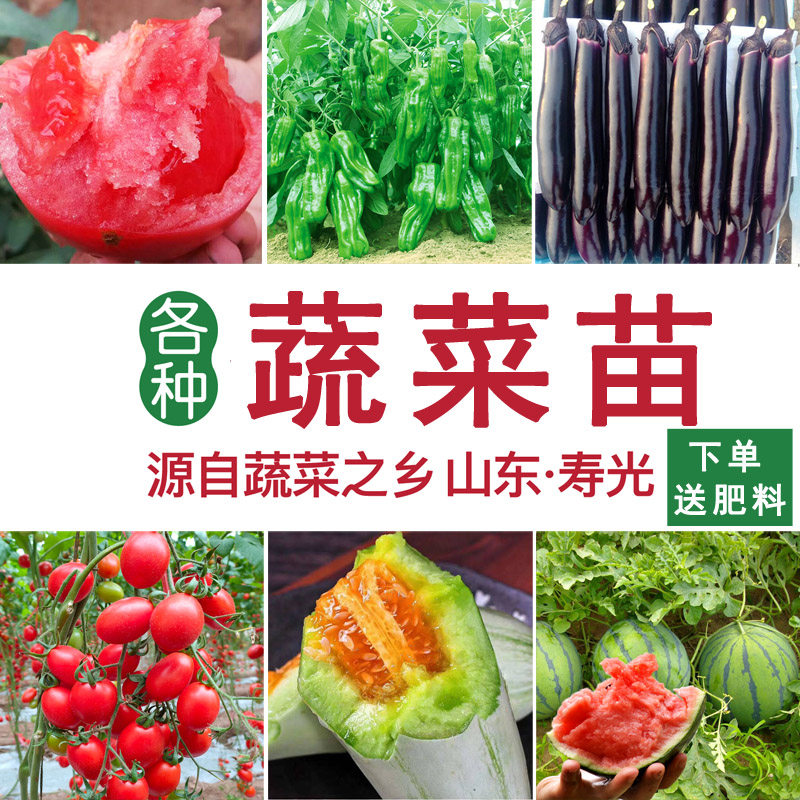 蔬菜苗佛手瓜子番茄辣椒秋