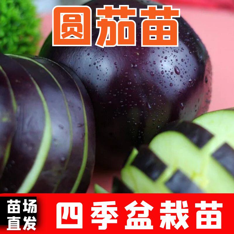 正宗圆茄秧苗四季可种圆茄苗