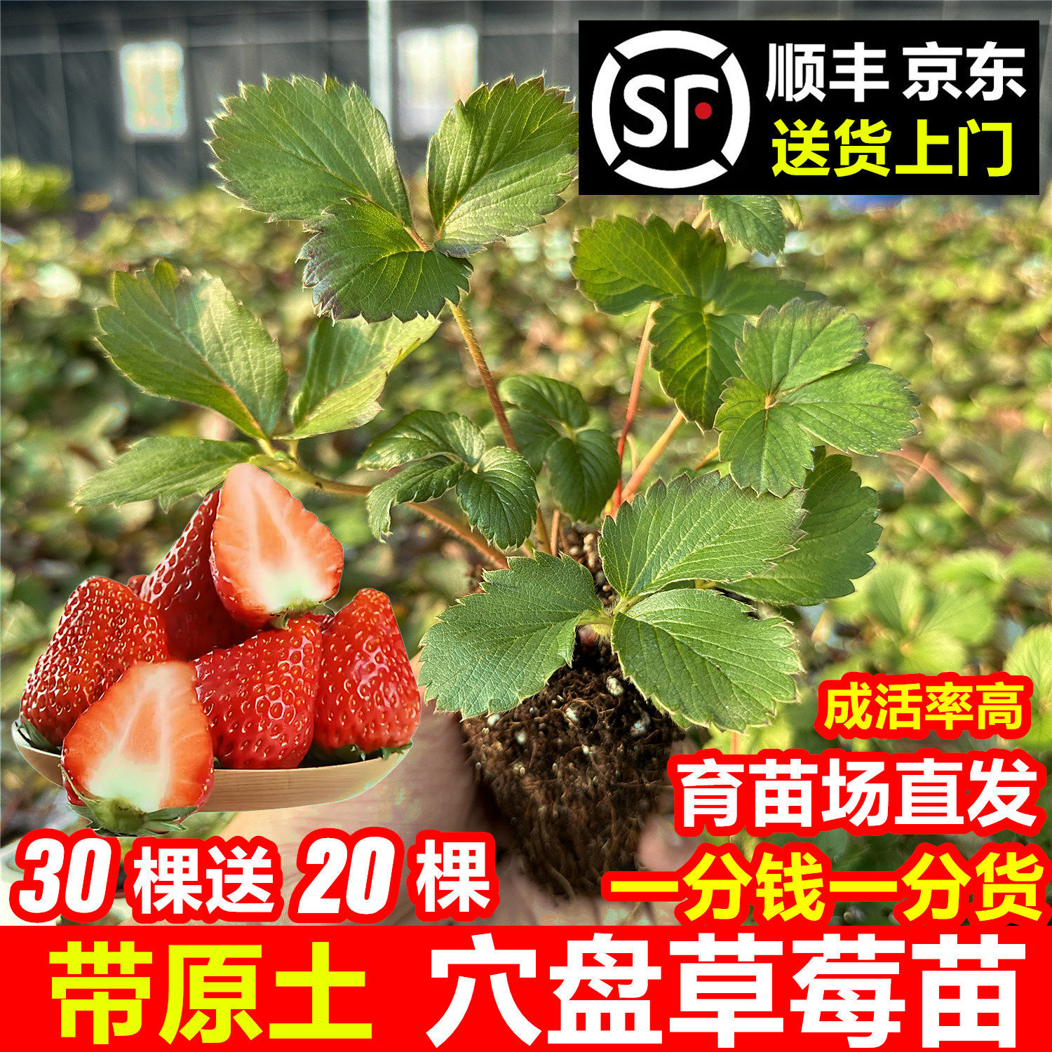 穴盘草莓苗秧带土红颜丹东