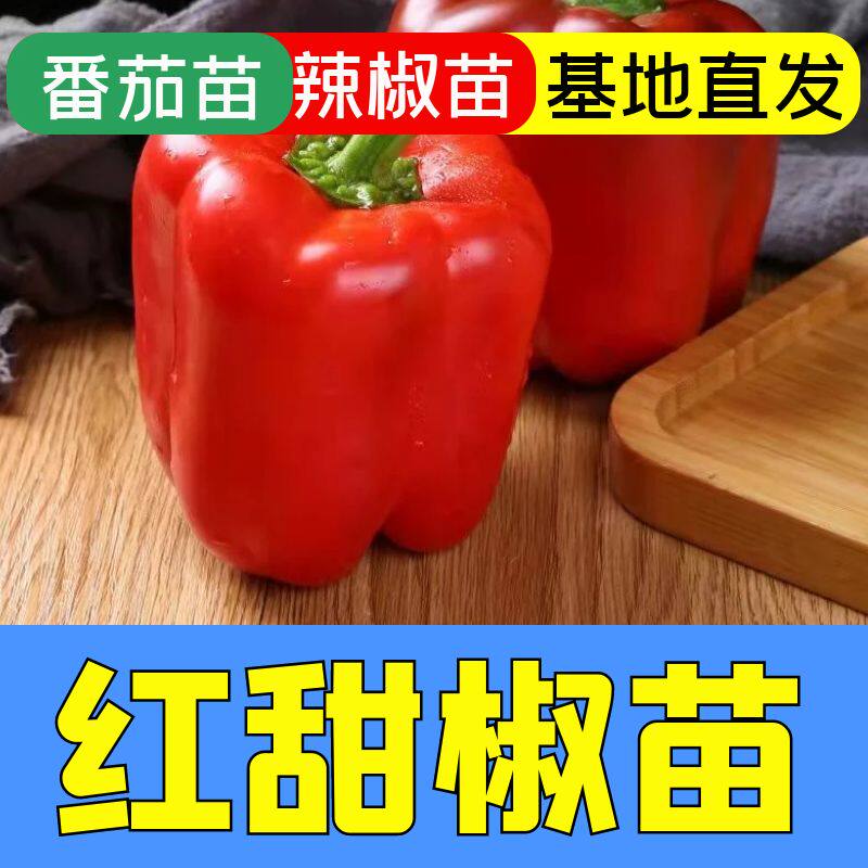 红甜椒秧苗苗子太空椒秧苗高产