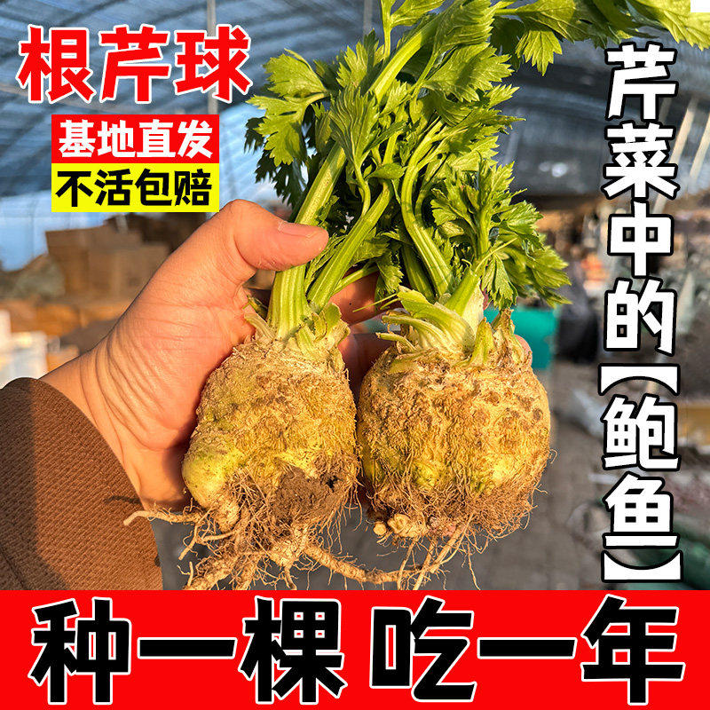 根芹球型菜蔬种籽苗四季播