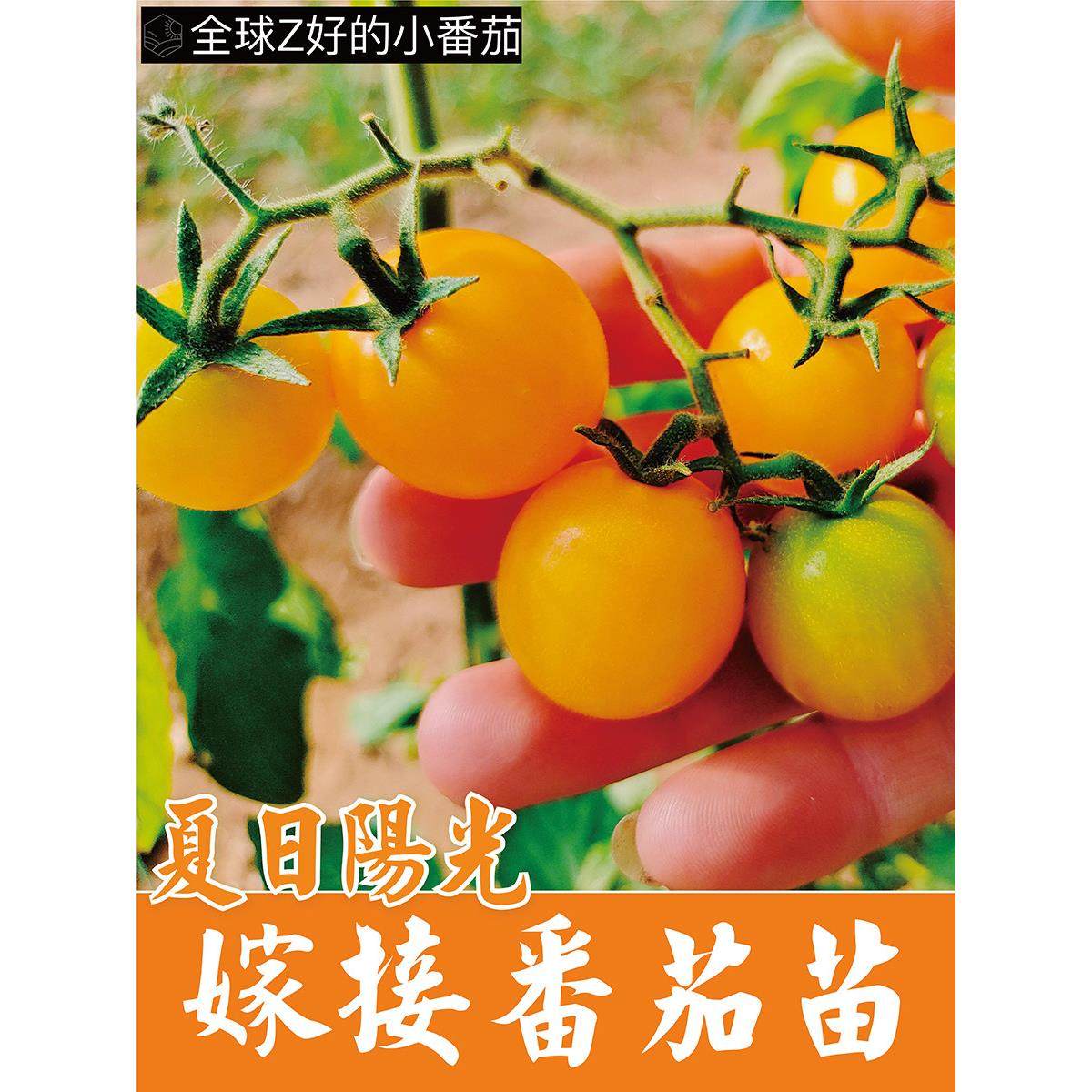 海泽拉夏日阳光嫁接番茄苗