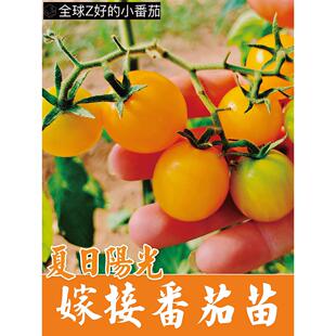 海泽拉夏日阳光嫁接番茄苗秧脆甜圣女果黄妃樱桃番茄秧苗