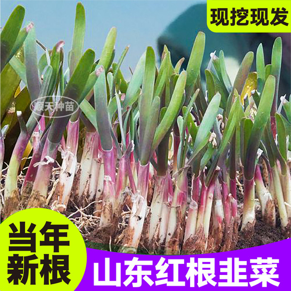 山东寿光现挖发当年新根头