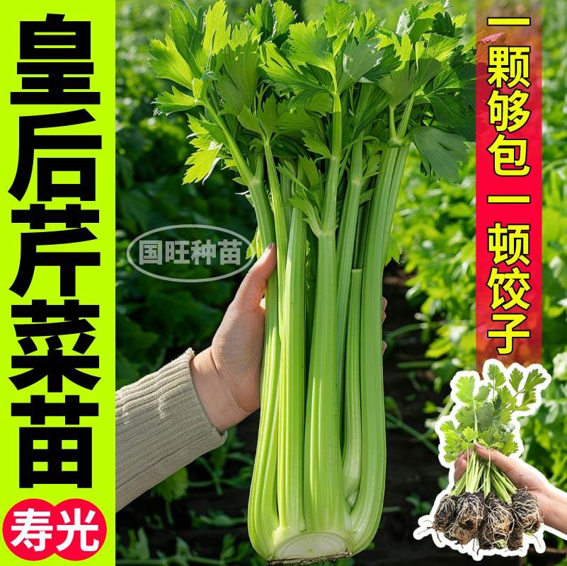 寿光皇后西芹菜苗秧四季高