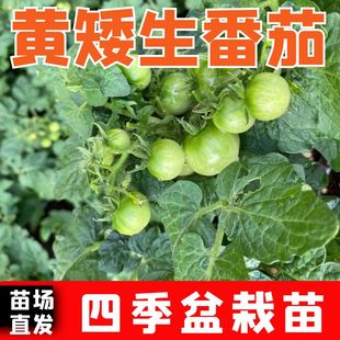 食用 矮生盆栽番茄秧苗苗子小西红柿大全秧苗蔬菜圣女果草莓四季