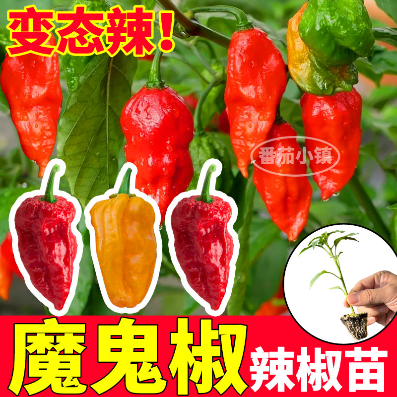 寿光魔鬼椒辣苗秧带土四季