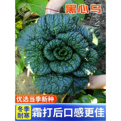 耐寒黑心乌种子塌菜籽塔