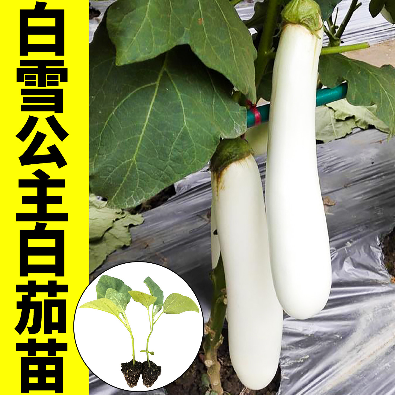白雪公主白茄苗秧带土球紫黑软糯香甜长圆茄子种子青茄四季盆栽籽