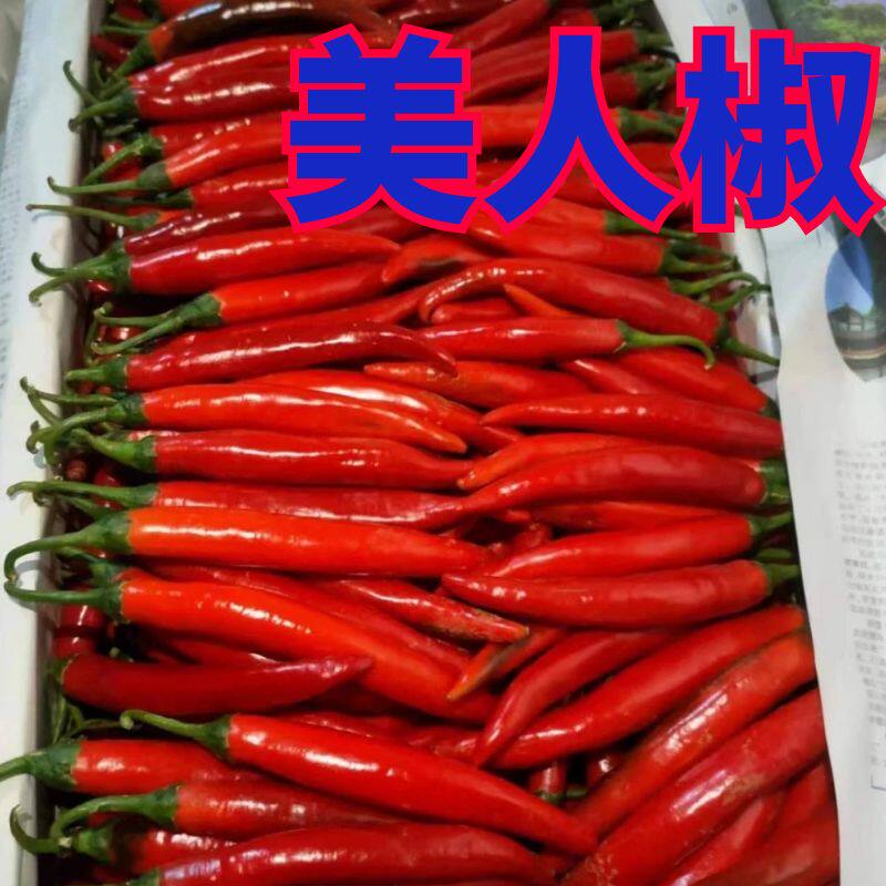 美人椒秧苗辣椒苗子四季高产正宗