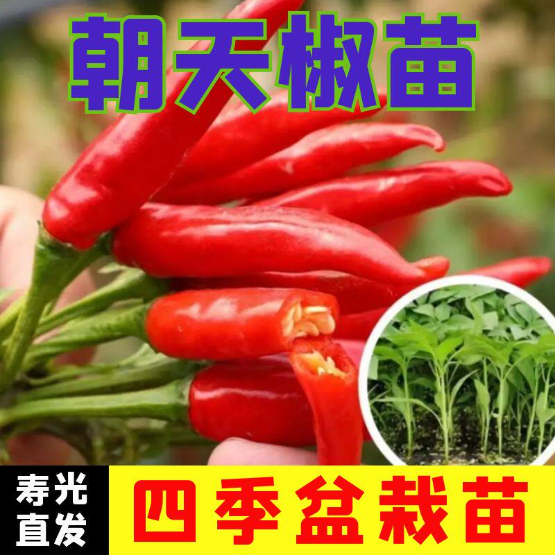 朝天椒秧苗朝天椒苗四季盆栽阳台