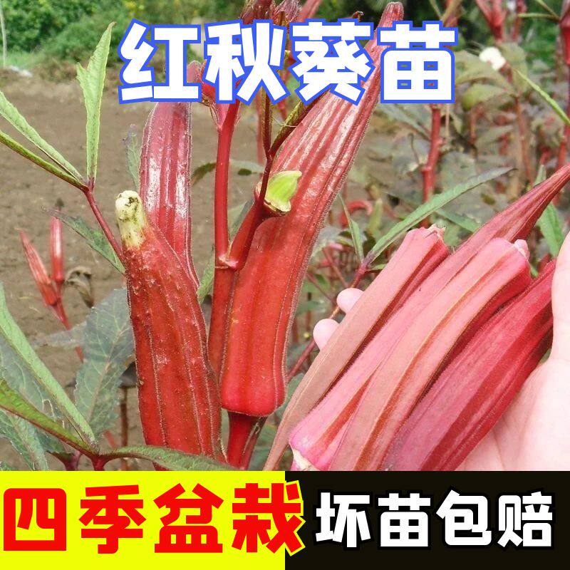 红秋葵秧苗四季抗病正宗红秋葵苗