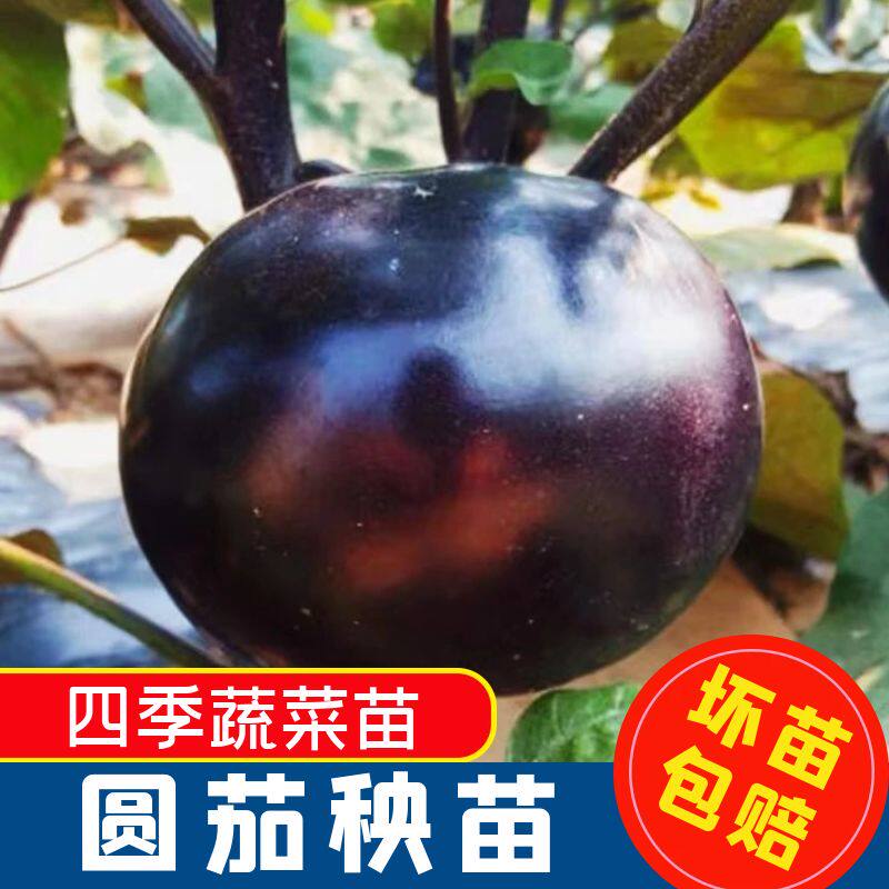 正宗黑宝圆茄苗阳台盆栽