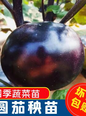 圆茄种子茄子苗孑高产黑紫色菜特大圆蔬菜秧茄种籽秧苗大全带土
